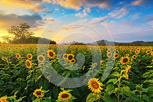 Sunflower field with blue sky