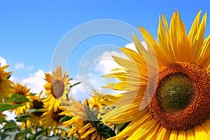 Sunflower field with blue sky