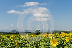 Sunflower field and blue sky