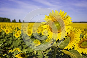 Girasol en girasol 