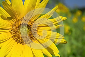 Sunflower field on blue sky background