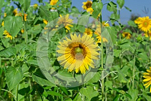 Sunflower field on blue sky background