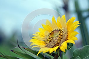 Sunflower in the field on blue sky background. Closeup of yellow flower nature backgrounds.