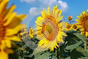 Sunflower field with blue sky