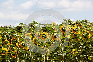 Sunflower field and blue sky. Summer photo