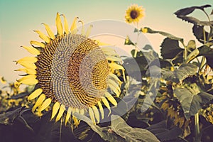 Sunflower field blue sky vintage retro
