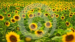 Sunflower field on a bright sunny day