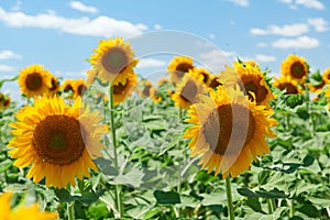 Sunflower field - bright yellow flowers, beautiful summer landscape