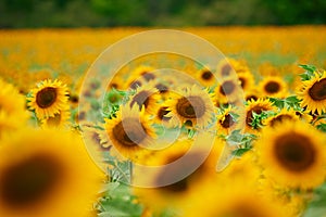 Sunflower field - bright yellow flowers, beautiful summer landscape