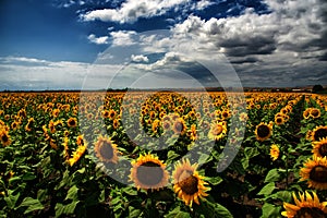 Sunflower field, Burgas, Bulgaria