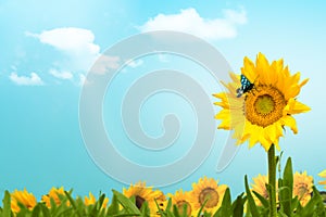 Sunflower field with butterfly and clouds copy space