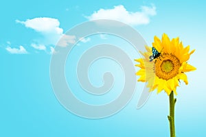 Sunflower field with butterfly and clouds copy space