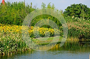 Sunflower Field at Chenshan Botanical Garden