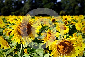 Sunflower in sunflower field, closeup of foreground