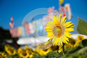 Sunflower Field Closeup