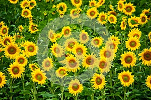 Sunflower field closeup, aerial view in summer time