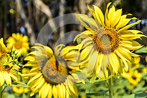 Sunflower field closeup in Chiang Mai, Thailand