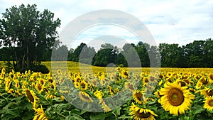 Sunflower field closeup and distance