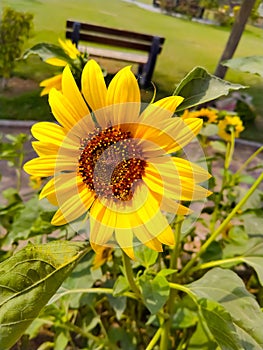 Sunflower in field. Closeup of yellow sun flower. Farming concept. Background, nature, summer, seed, circle, petals.