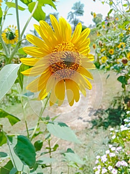 Sunflower in field. Closeup of yellow sun flower. Farming concept. Background, nature, summer, seed, circle, petals.Sunflowers,