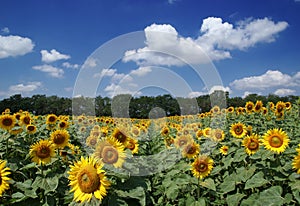 Sunflower field and cloudy blue sky