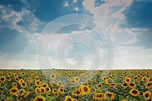 Sunflower field with cloudy blue sky. Beautiful summer landscape