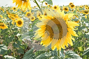 Sunflower field with cloudy blue sky. Beautiful summer landscape