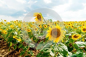 Sunflower field with cloudy blue sky. Beautiful summer landscape