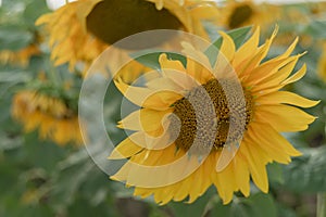 Sunflower field with cloudy blue sky. Beautiful summer landscape