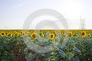 Sunflower field and cloudy blue sky. Summer concept