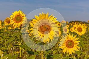 Sunflower field and cloudy blue sky. Sunrise over the field of sunflowers, selective focus