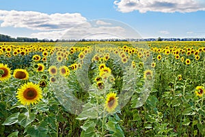 Sunflower field on cloudy day