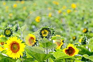 Sunflower field