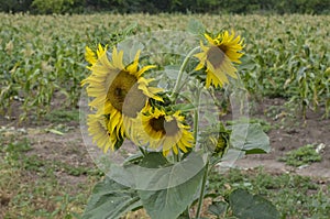 Sunflower in the field.