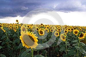 Sunflower in a field and dark clouds. Close up view of sunflowers.