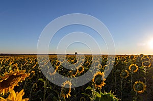 Sunflower field at dawn. Segovia, Castile and Leon, Spain