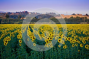 Sunflower field at dawn in Tuscany, Italy