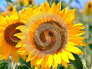Sunflower Field Detail