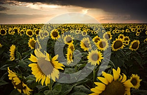 Sunflower Field with dramatic sky