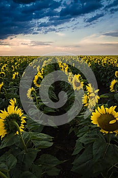 Sunflower Field with dramatic sky