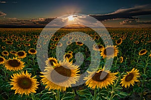Sunflower Field Of Dreams