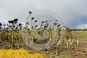 Sunflower field drought
