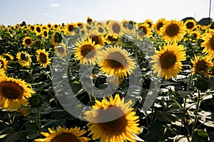 Sunflower field at dusk