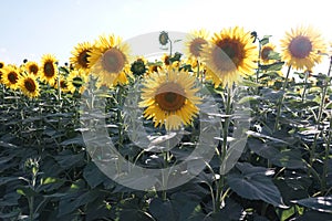 Sunflower field at dusk