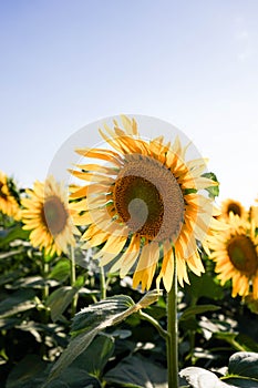 Sunflower field at dusk