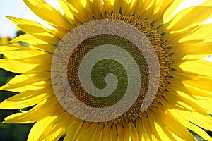 Sunflower field at dusk