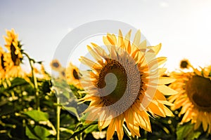 Sunflower field at dusk