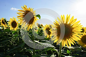 Sunflower field at dusk