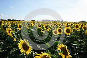 Sunflower field at dusk