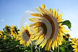 Sunflower field at dusk